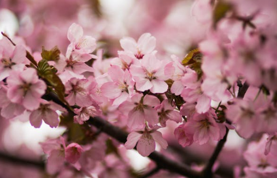 벚꽃 개화 현황 명소추천