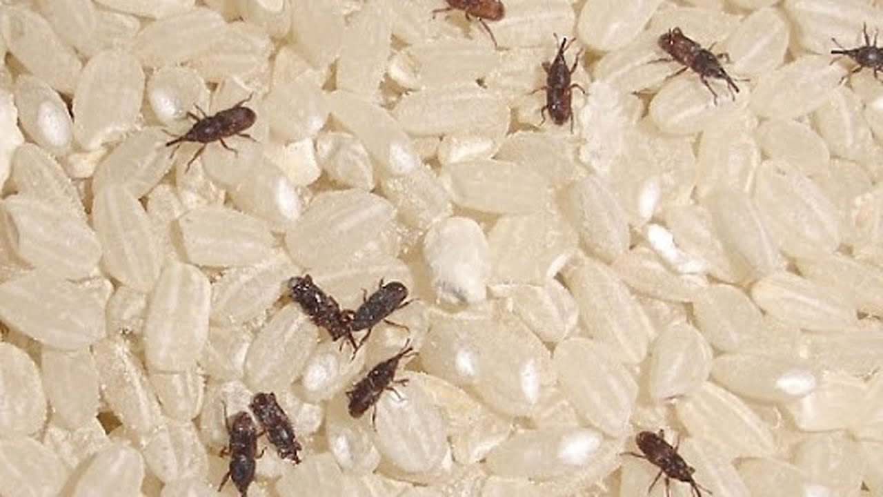 쌀벌레 없애는 법, 퇴치 방법