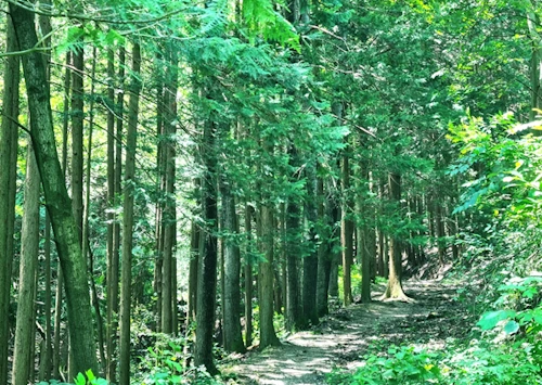 완주 공기마을 편백나무숲