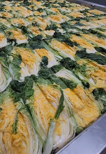 솔바위농장 배추 