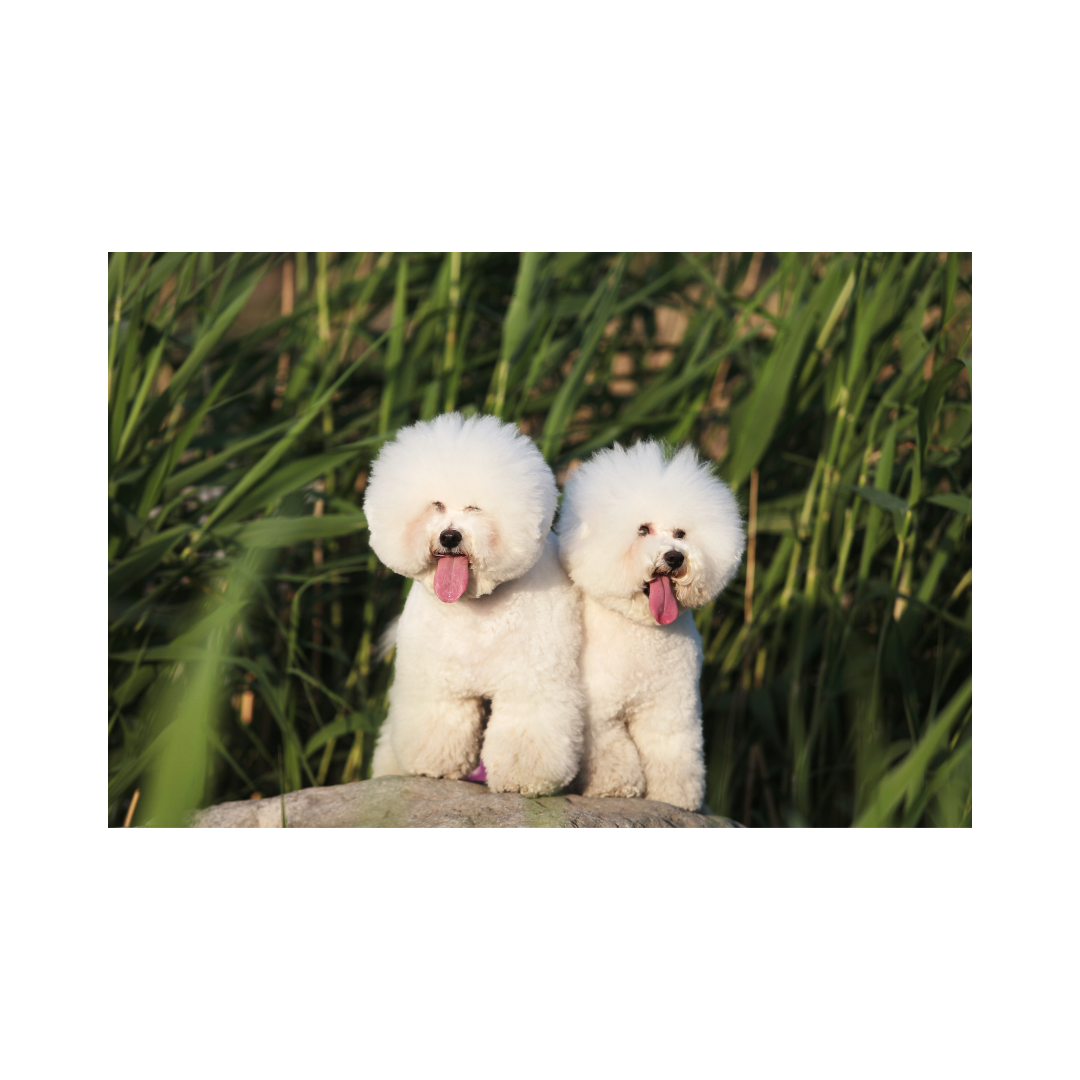 강아지 나이 계산법과 이에 따른 건강 관리법 알아보기