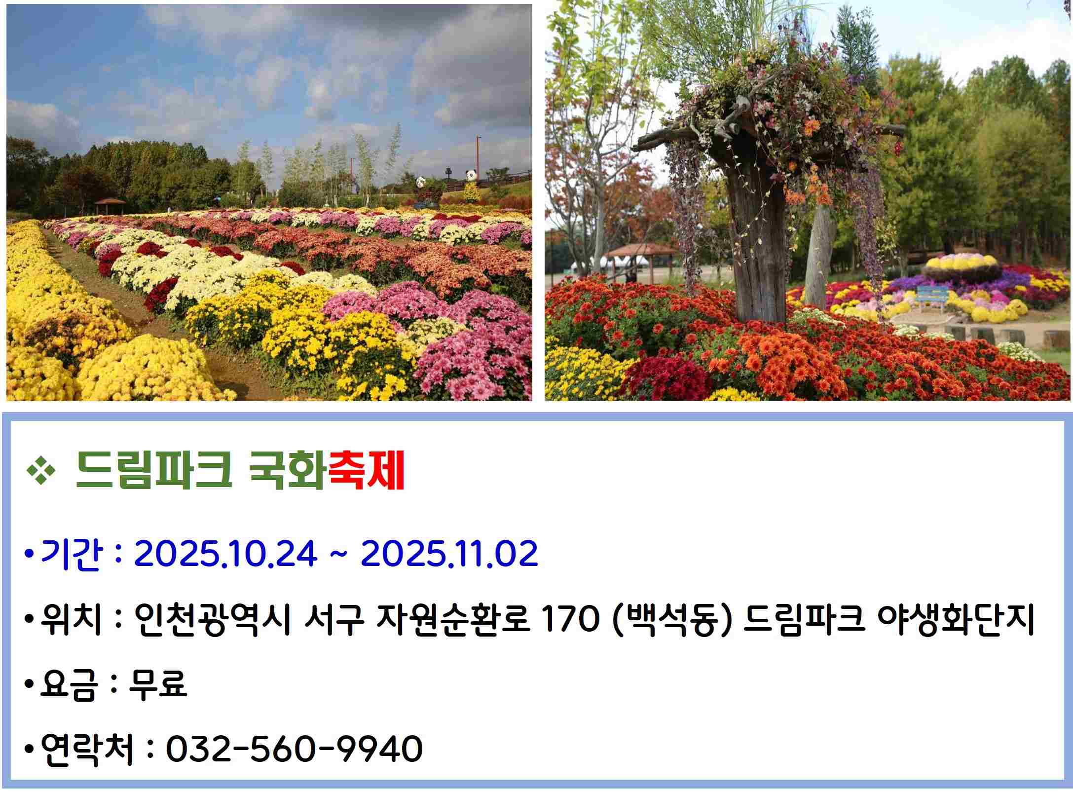 드림파크 국화축제