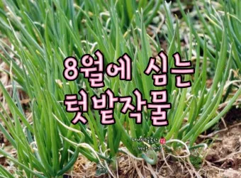 8월에 심는 밭작물 모종 채소 재배법 알아보기_21