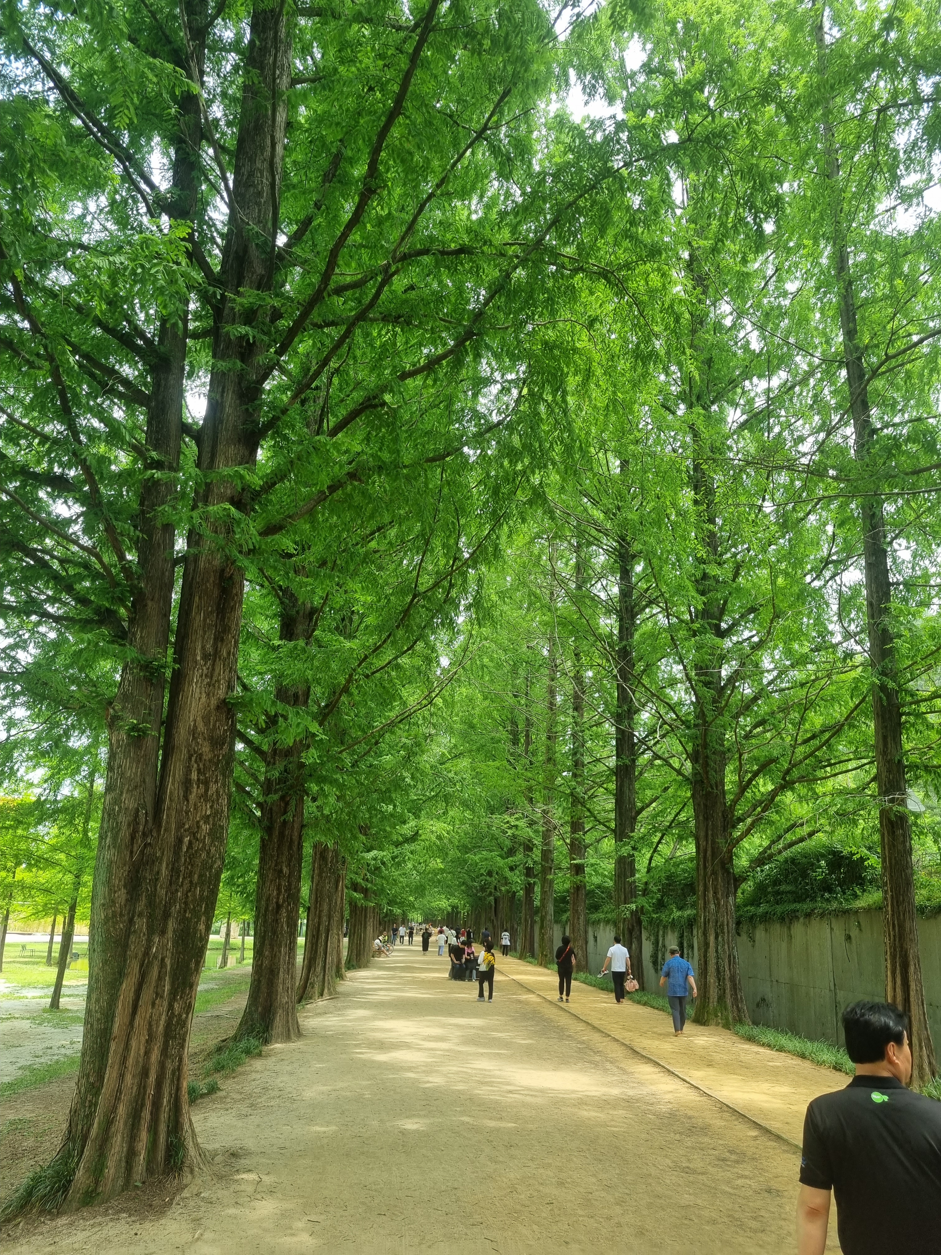 메타세쿼이아길 사진