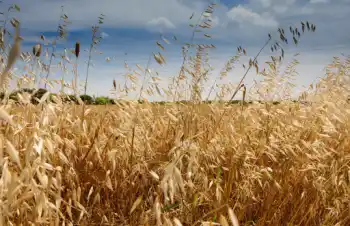 슈퍼푸드 귀리 가격과 효능, 영양성분