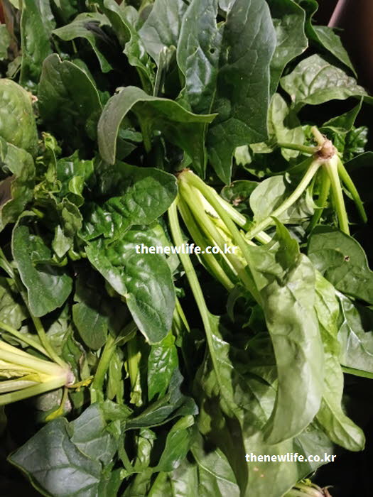 시금치 효능의 배변 활동을 유도하는 식이섬유가 풍부한 실사진