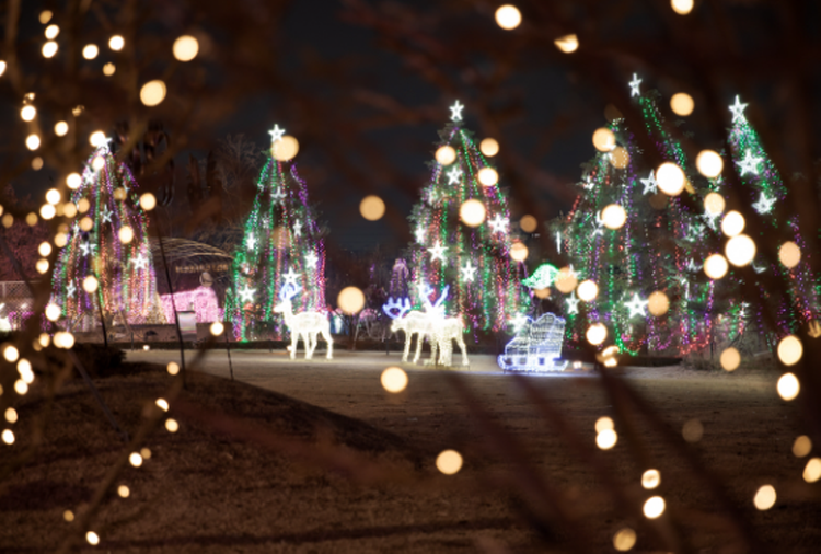 퍼스트가든 별빛축제