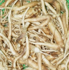 도라지 효능 부작용 고르는법 먹는법 꽃 총정리