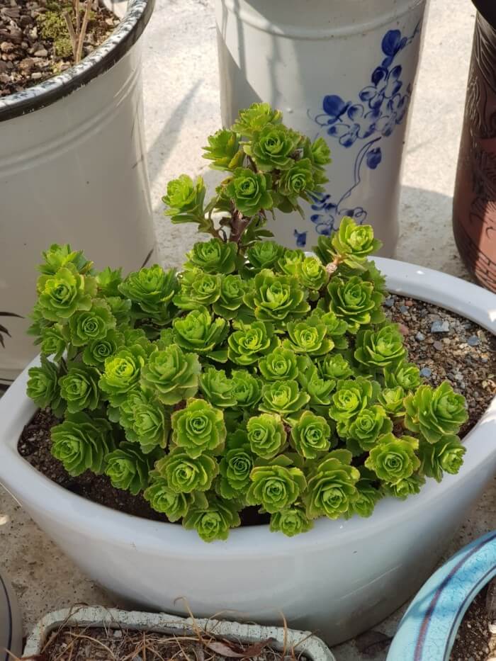 다육식물은 온도관리에만 신경써주면 매력적인 식물이다.