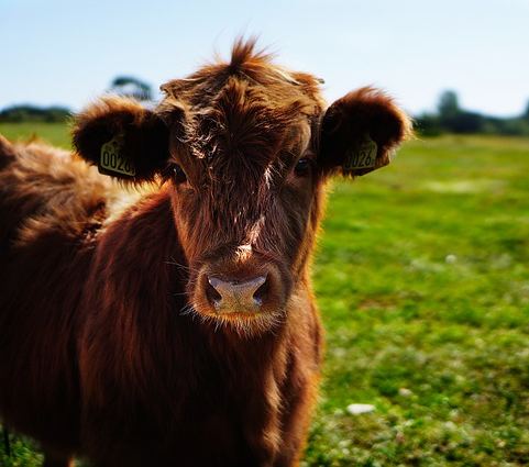 정면을 응시하는 소