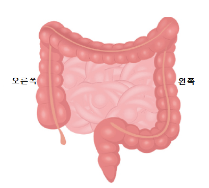 관장 참고용 창자 사진