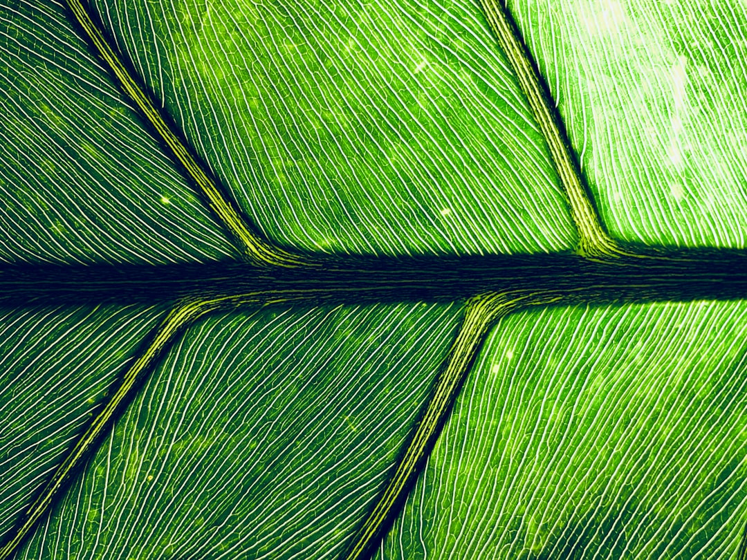 Nature.