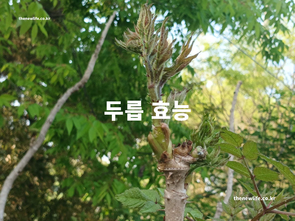 두릅 효능 대표 실사진