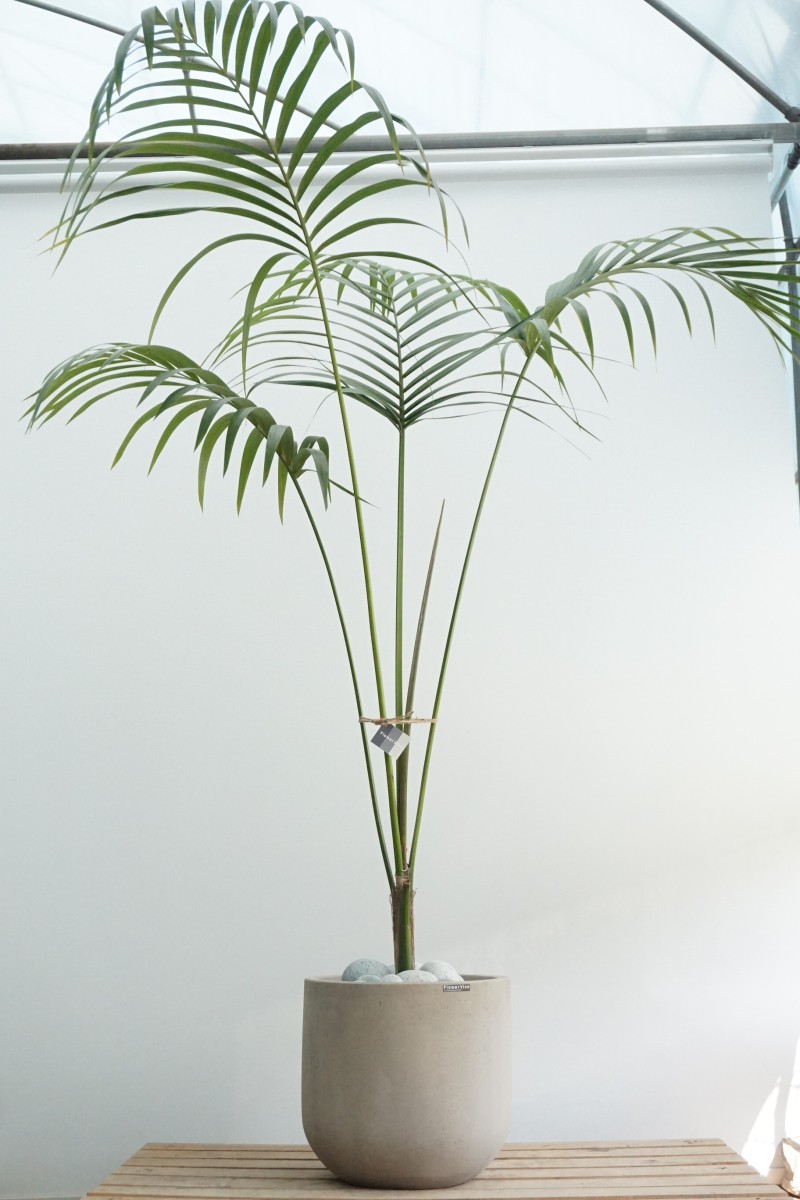 실내에서 자라고 있는 관엽식물인 켄챠야자