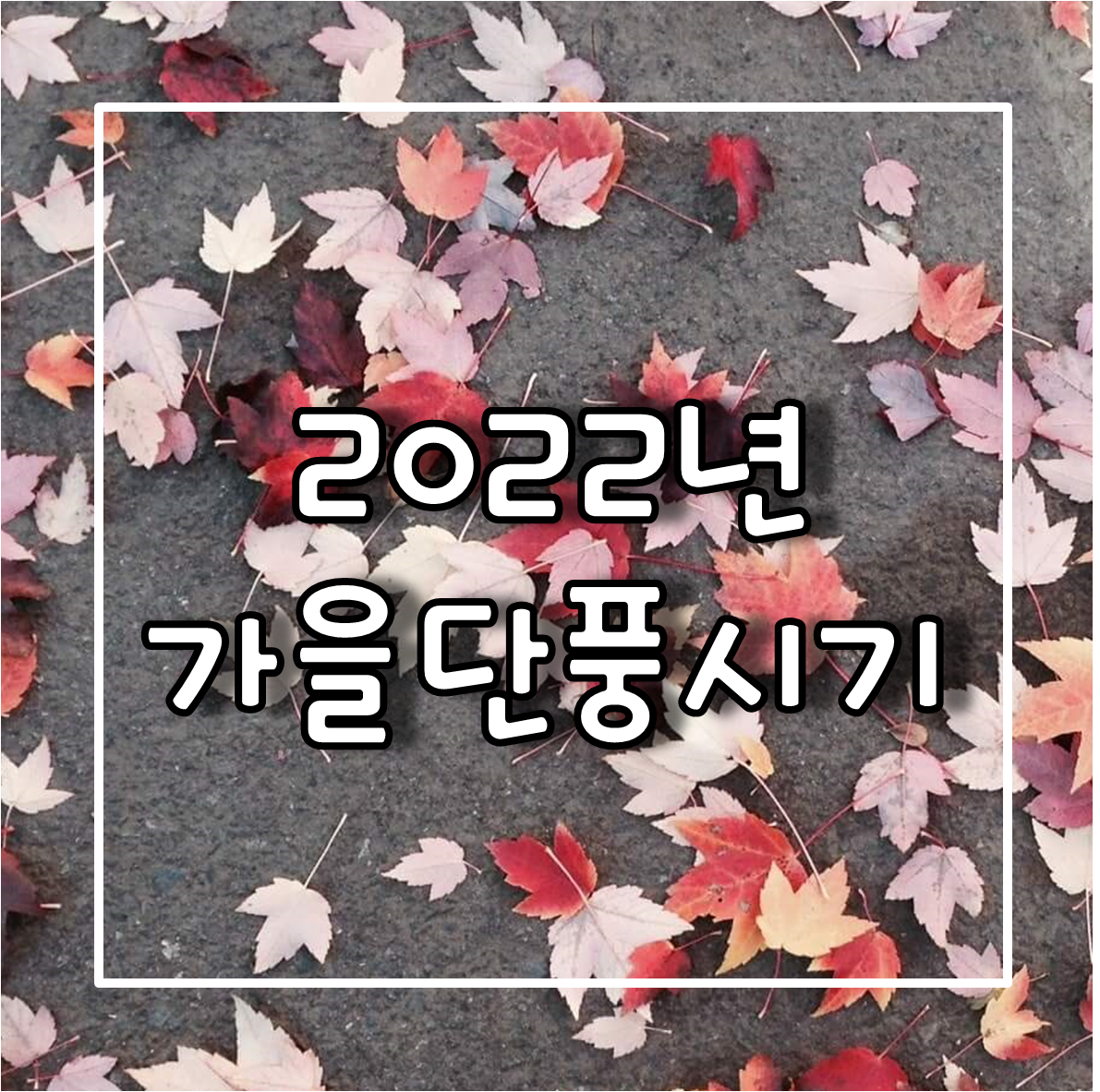 2022년 단풍시기