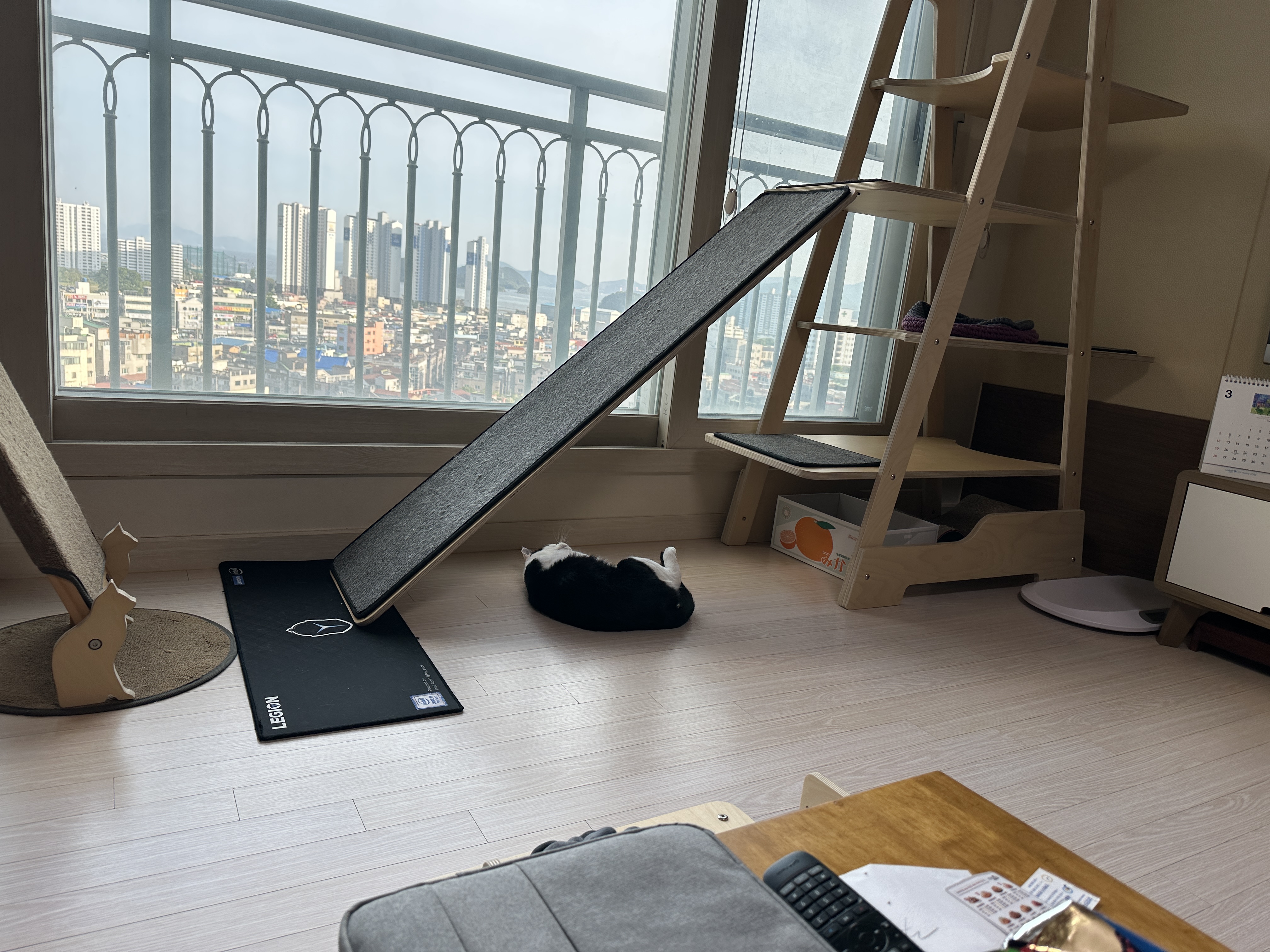 기분이 좋은 젖소냥이 두리 (feat. 꼬리 펑, 발라당)