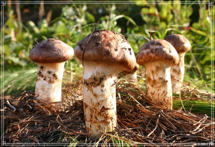 송이버섯 가격 자연산 1kg 가격