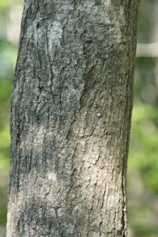 함박꽃나무 수피