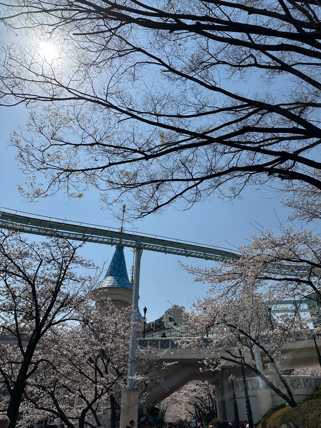 석촌호수 벚꽃 실시간