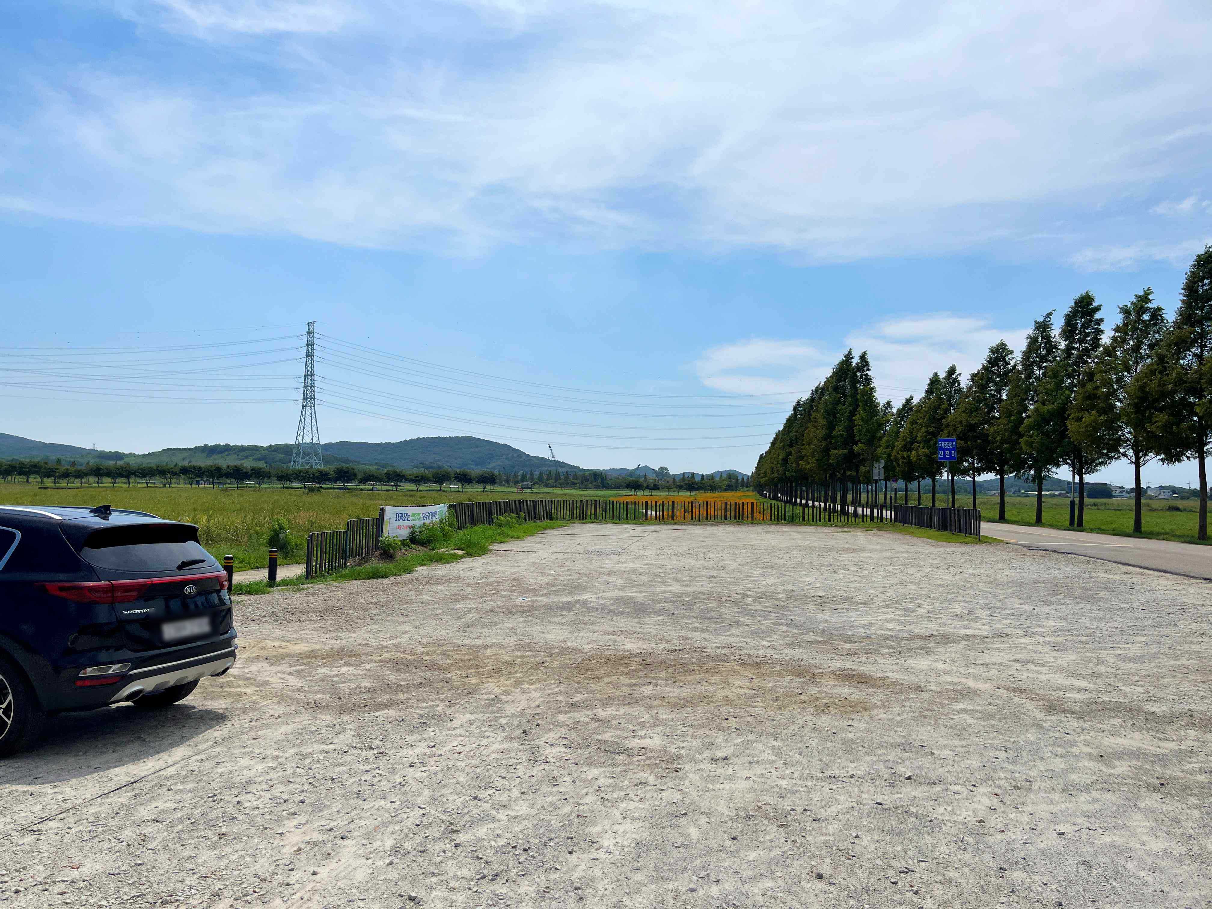 대부도 바다향기테마파크 코스모스