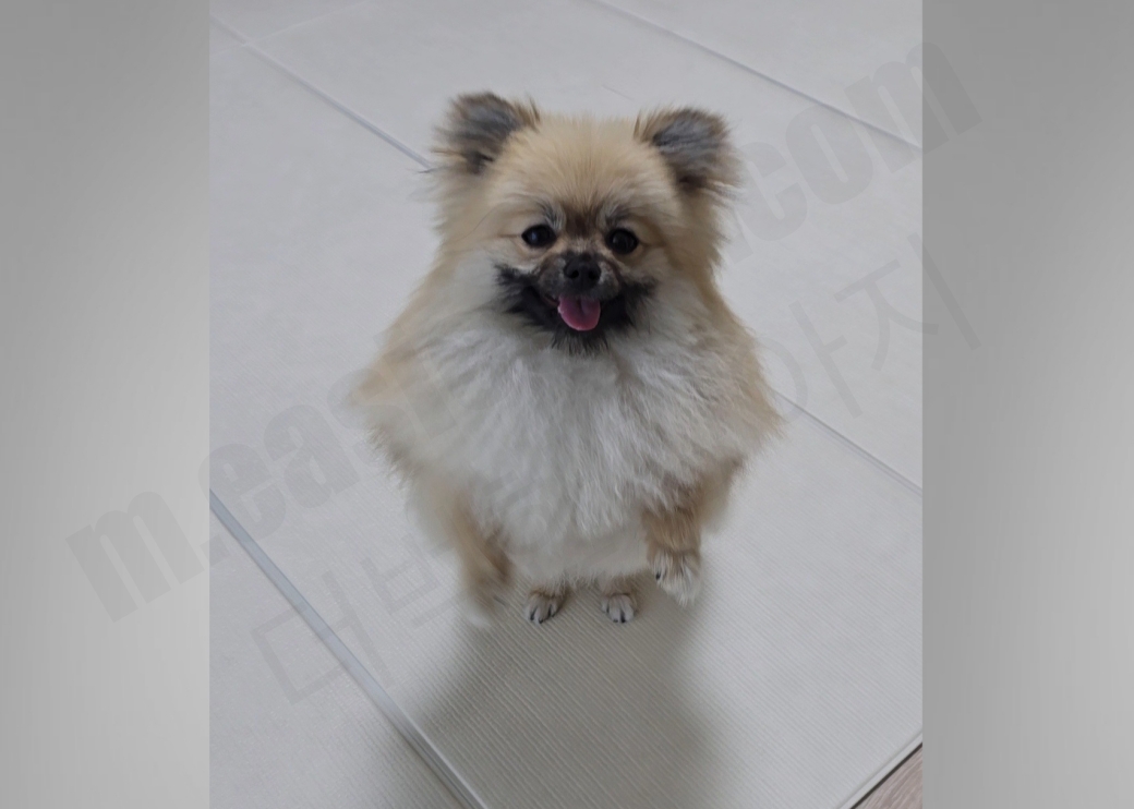 신나서 점프하는 강아지