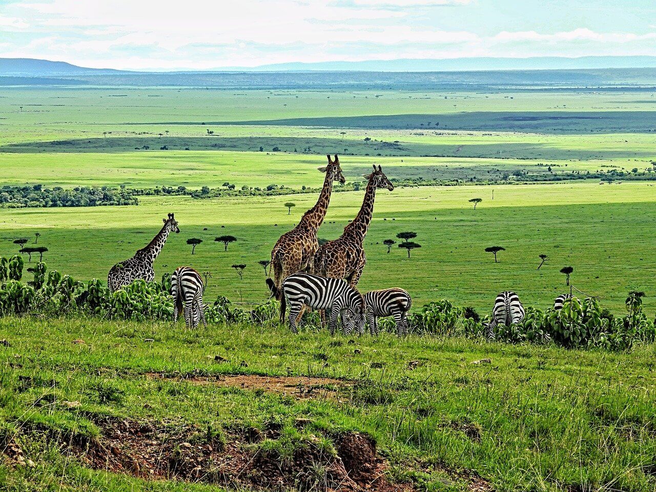 냐 마사이마라 국립보호구역의 야생동물과 이주 문화체험