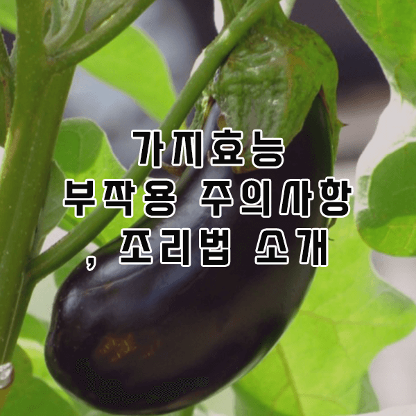 가지 부작용 주의사항, 조리법 소개