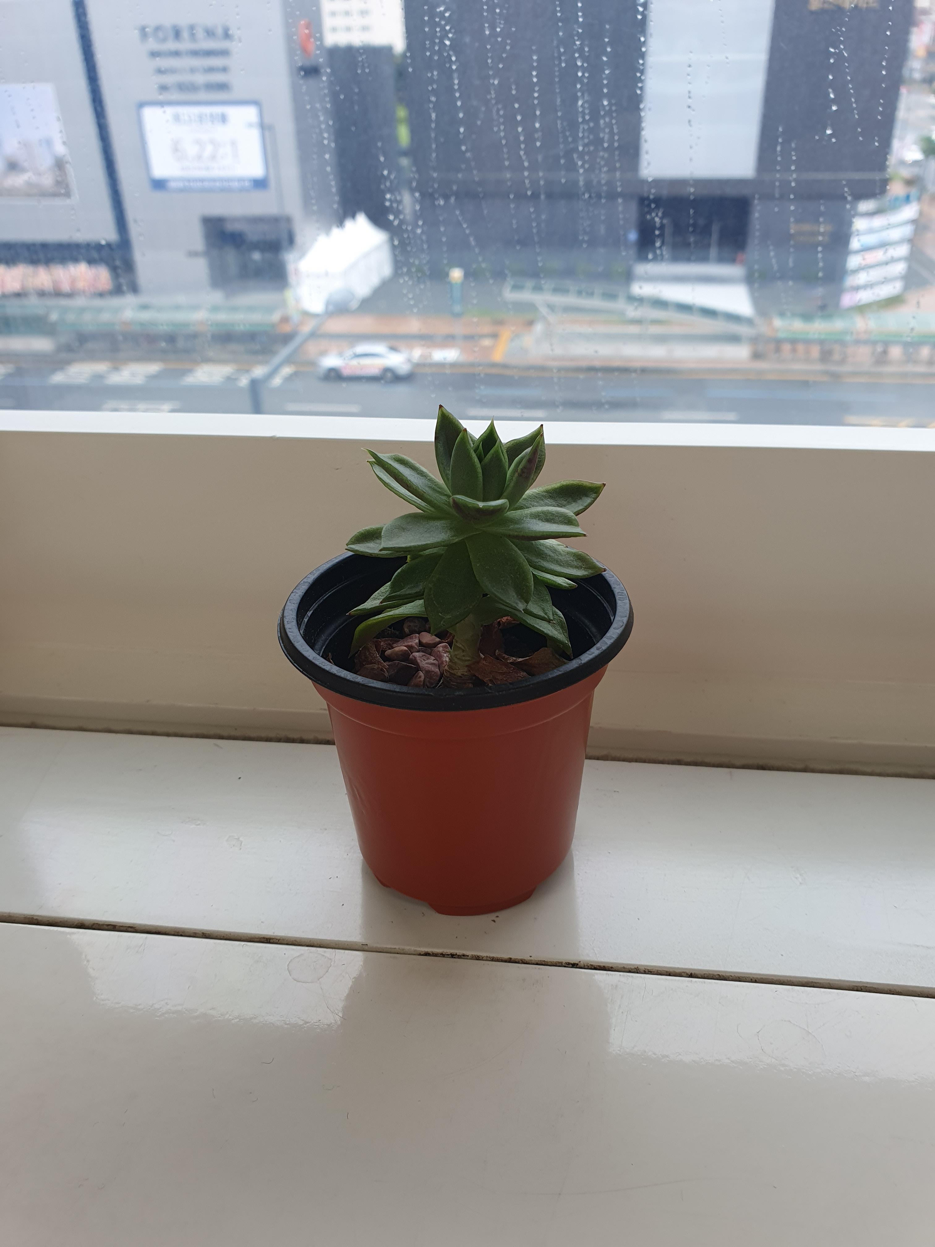 유성서비스센터에 있는 귀요미 다육식물