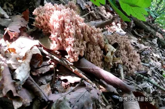 싸리버섯 채취시기종류 정보를 정리_3