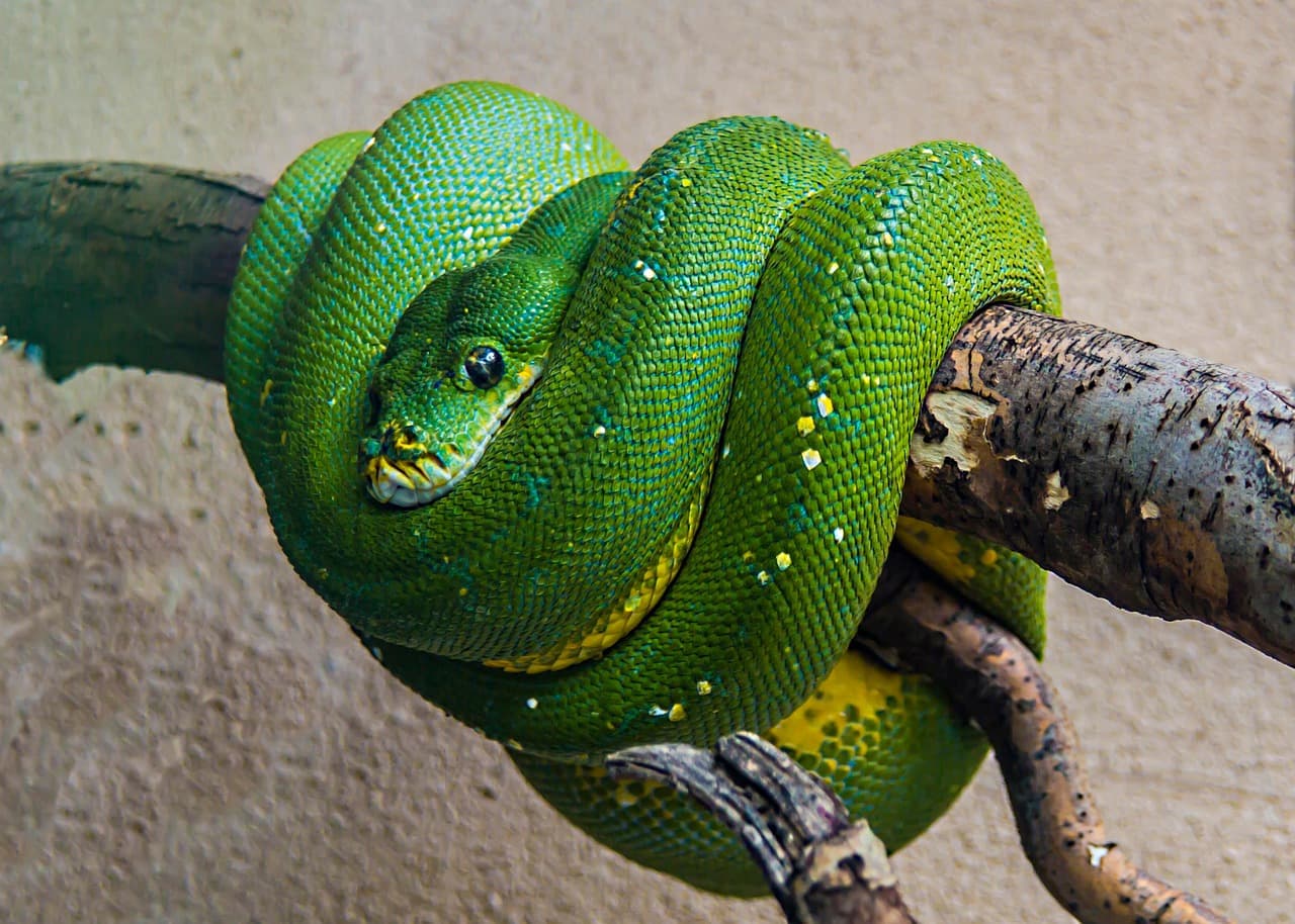 이국적 동물 키우는 데 드는 전기세&middot;장비비 분석