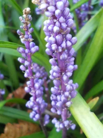 세이지 재배 삽목 번식 배수성 좋은 흙 가지치기_4