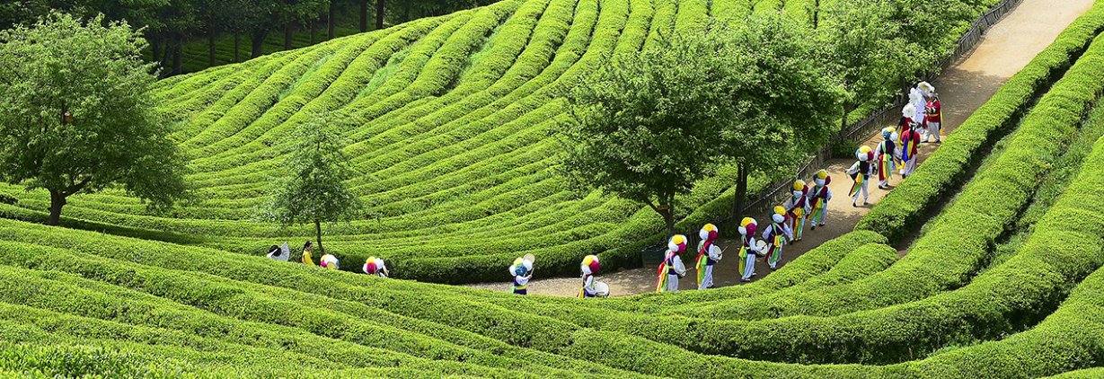보성다향대축제