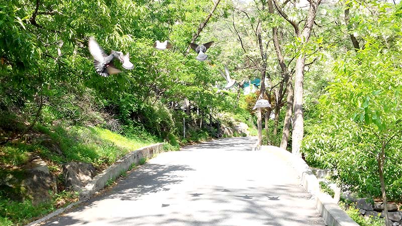 인왕산(仁旺山, Inwangsan) 아까시꽃