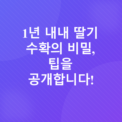 딸기 재배_3