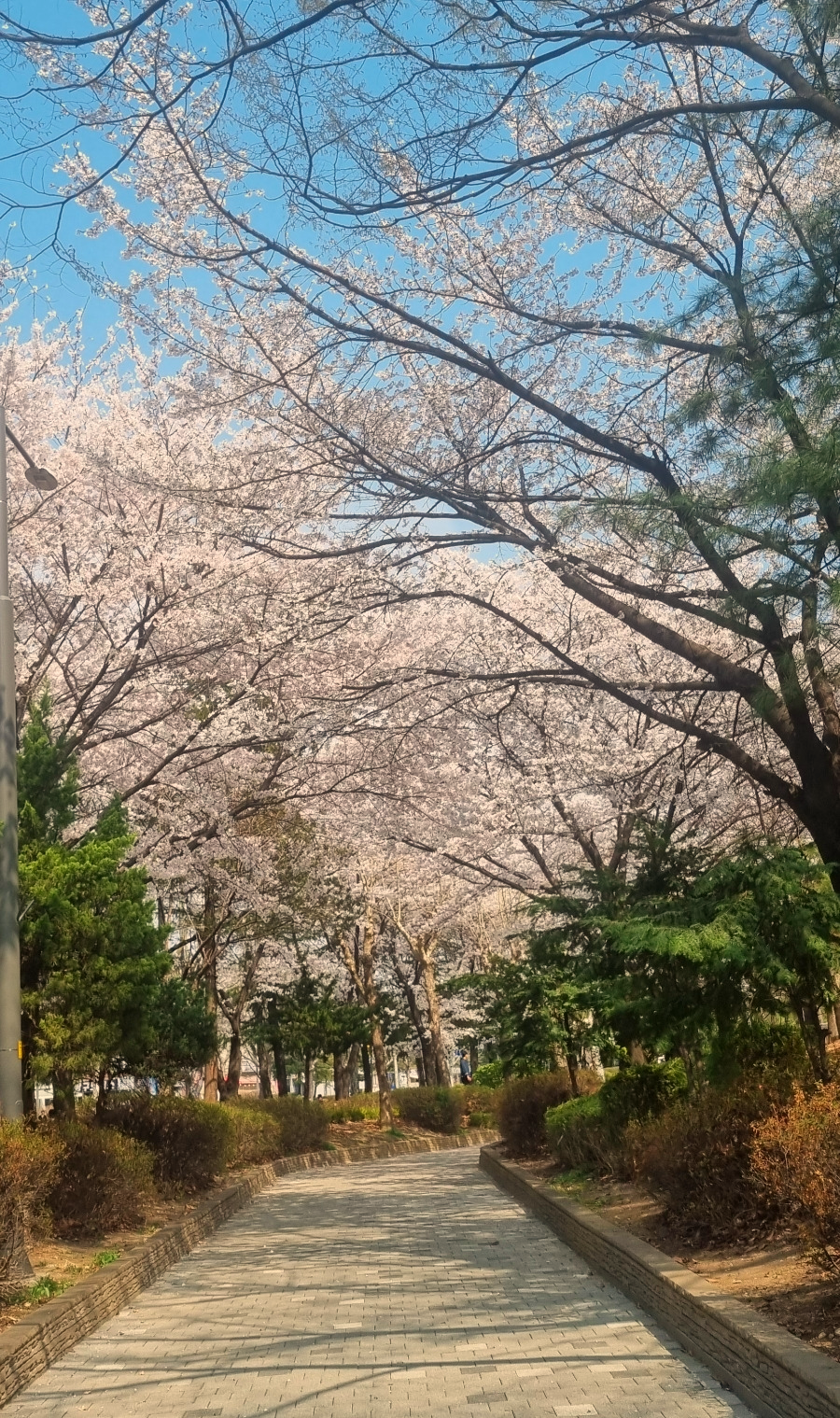 벚꽃길 벚꽃터널