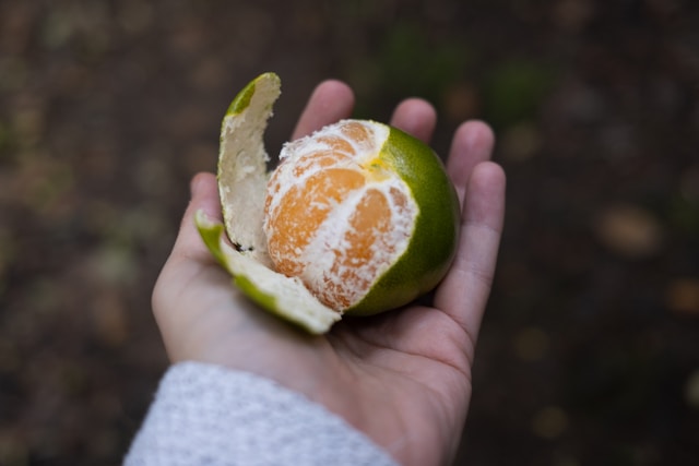 천혜향 선물세트 보자기 포장법 고급진 명절선물