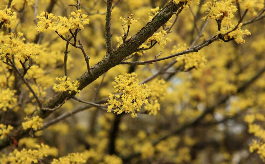 2025 광양 매화축제 완벽 가이드 ❘ 일정, 주차, 맛집 총정리!
