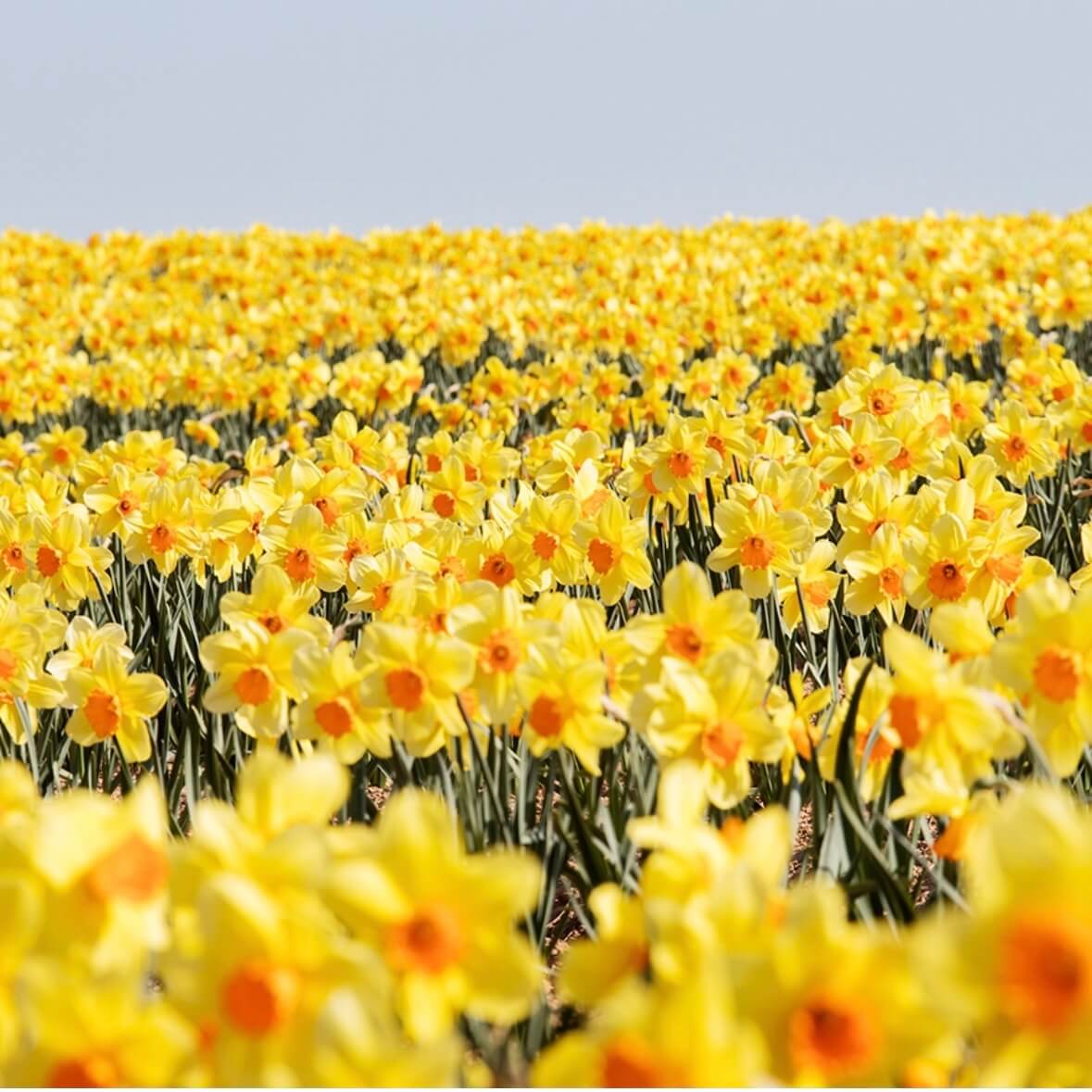 신안 선도 수선화 축제