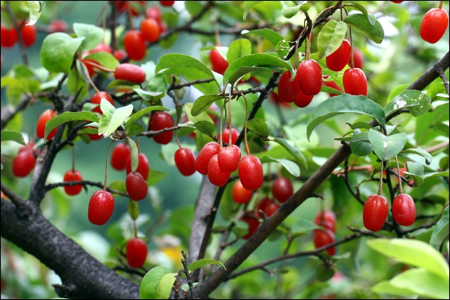 보리수 열매 효능 11가지