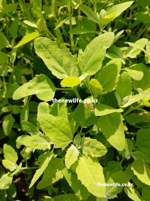 명아주 나물 효능 영양 성분 실사진