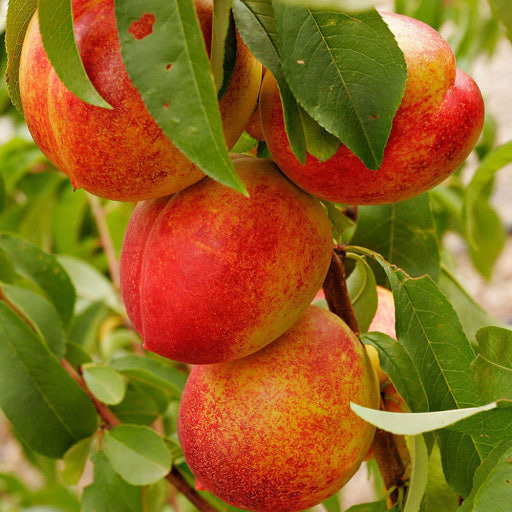 넌센스 퀴즈 50개 송년회 신년회 분위기 살려줄 복숭아