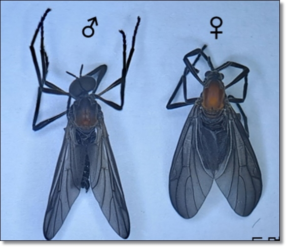봄 가을의 불청객 러브 버그 퇴치/생태/행동/피해/예방/공존의 필요성