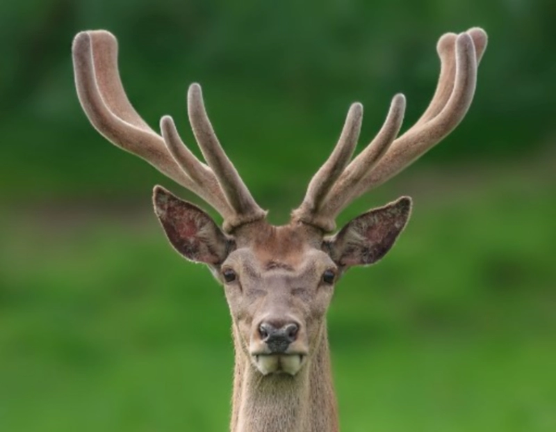 녹용 효능 먹을때 주의점과 부작용 및 원용과의 차이점 정리 