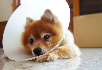 elizabeth_collar_엘리자베스 컬러를 입힌 포메라니안.