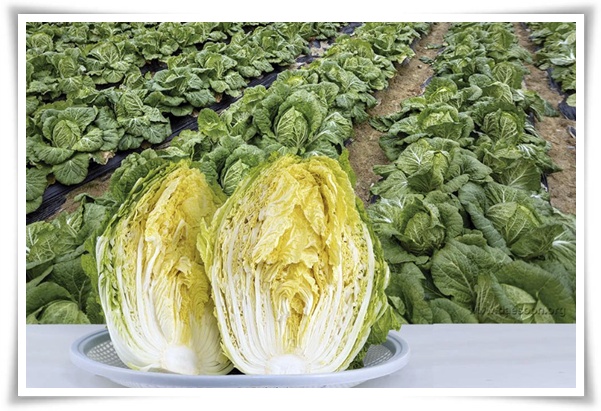 텃밭 "8월, 김장 배추 심으세요!" 올 가을 김장은 지금부터!