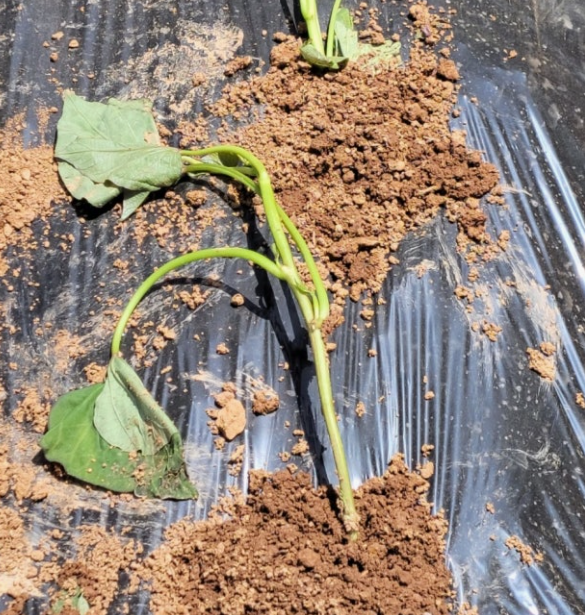 고구마 모종심기