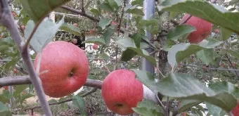 사과 재배 적과 시기 착색 관리 당도 향상_6