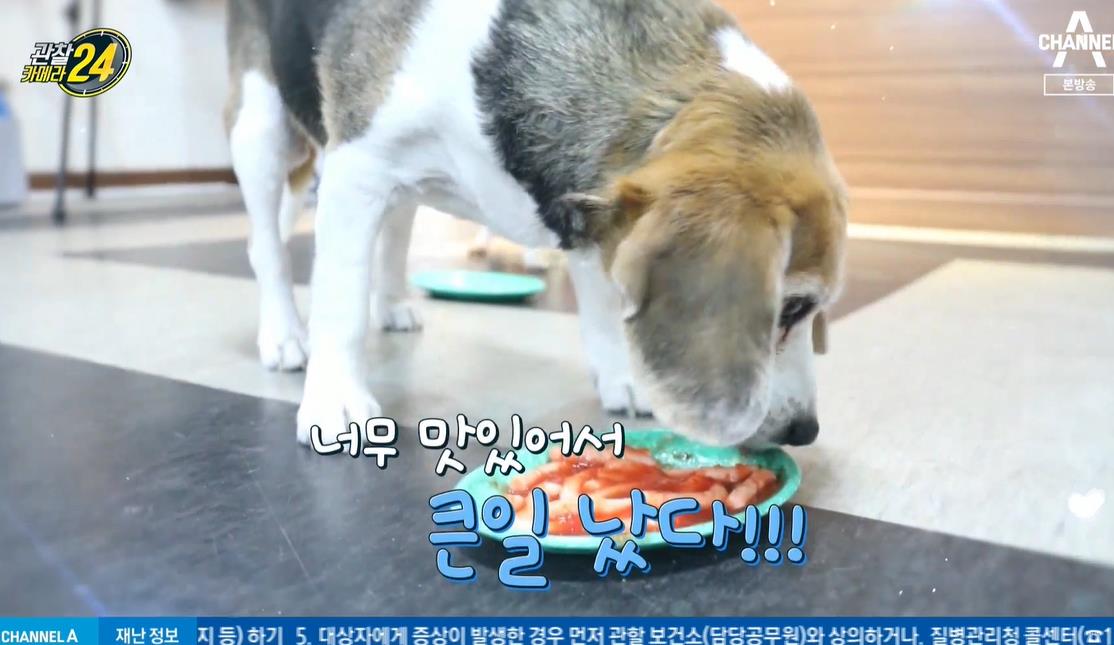 강아지 간식