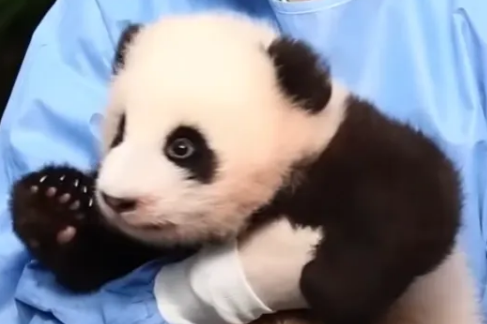 쌍둥이판다 후이바오