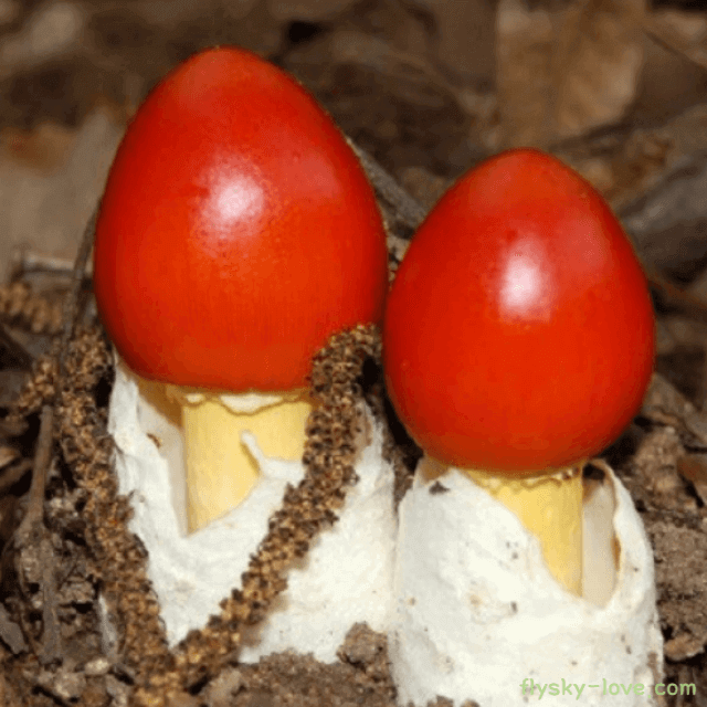 달걀광대버섯 (달걀버섯)